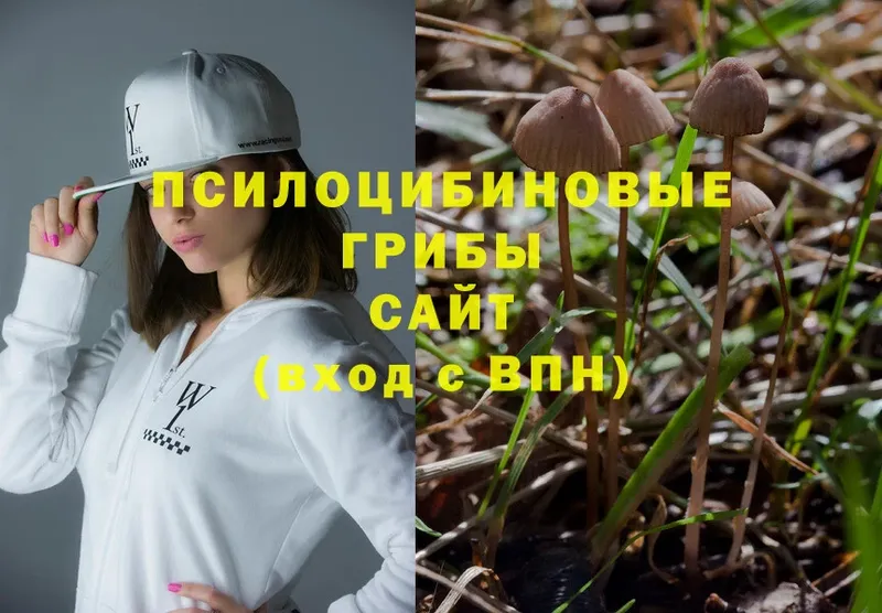 Псилоцибиновые грибы Psilocybe Аша