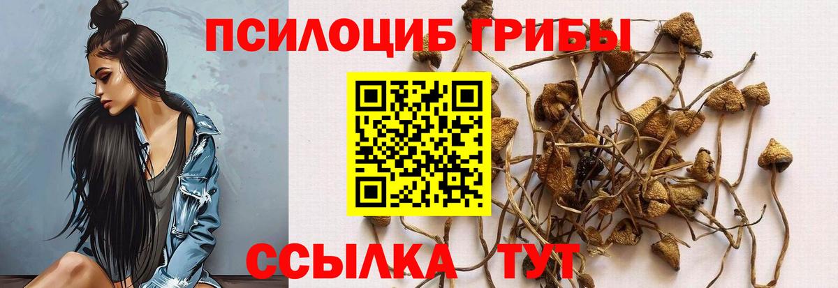 Псилоцибиновые грибы Psilocybine cubensis  Аша 